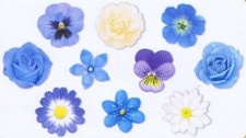MW Flowers 2013 - Blue